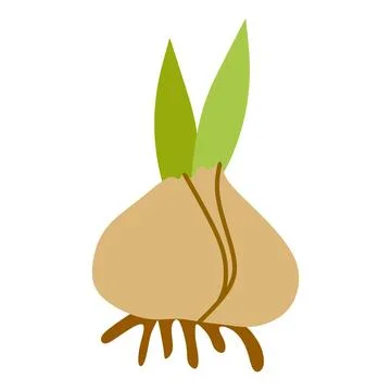 Flower bulbs Vector Flat illustration isolated on White. Cartoon Botany Sprin Stock Illustration