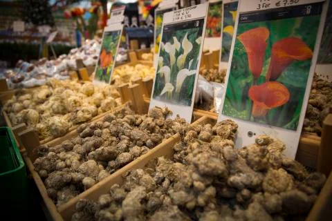 Flower bulbs in wooden boxes Stock Photos