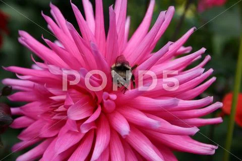 Flower Bumble Bee Stock Photos