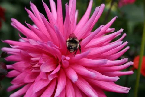 Flower Bumble Bee Stock Photos