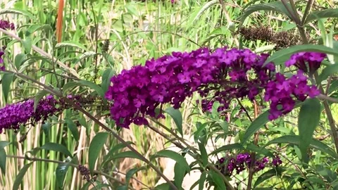 Flower Bunch Close-Up Stock Footage 244263627