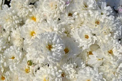 Flower Bunch Stock-Fotos