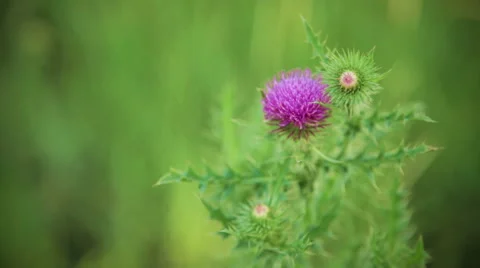 Flower of burdock macro Video stock 42422964
