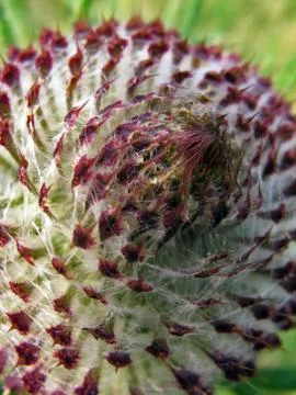 Flower burdock Stock Photos