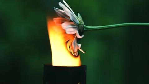 Flower is burned Stock Footage 133651688