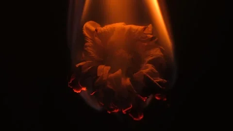 Flower burns on a black background Stock Footage 245581065
