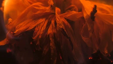 Flower burns on a black background Stock Footage 245581161