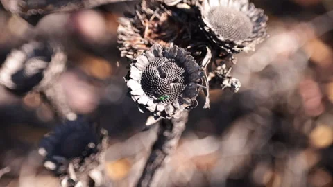 Flower - Burnt Protea with Insect crawling on it Stock Footage 249684901