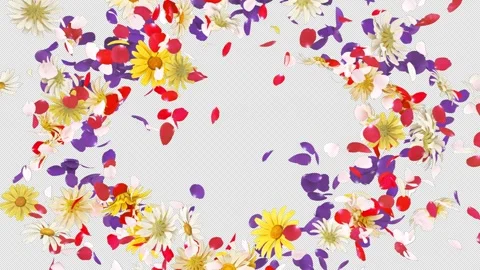 Flower Burst on Alpha Channel Stock Footage 246485141