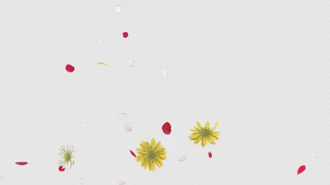 Flower Burst on Alpha Stock Footage 269320913