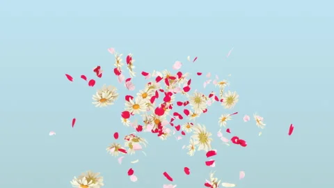 Flower Burst on Background Stock Footage 294483563