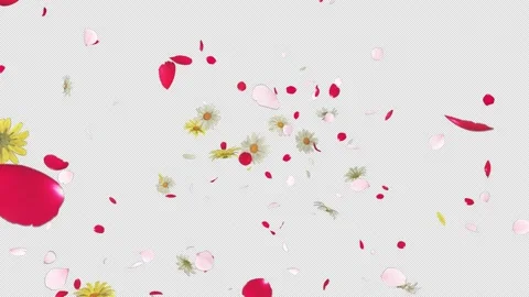 Flower Burst Stock Footage 233975372