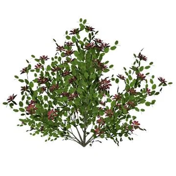 Flower bush - 3D render Stock Illustration