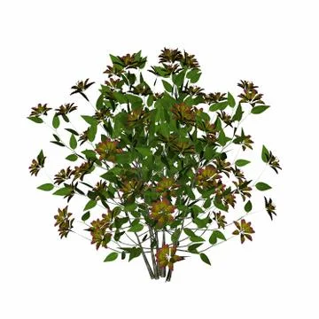Flower bush - 3D render Stock Illustration