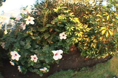 Flower-Bush Video stock 634113