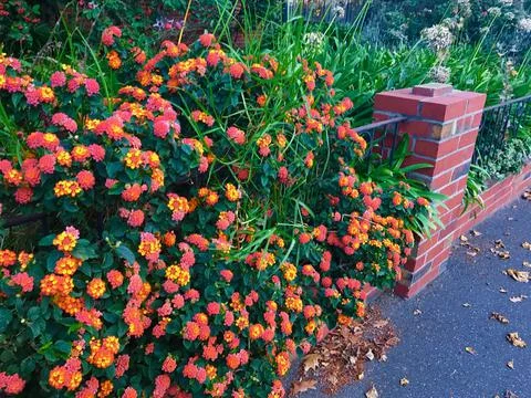 Flower bush Stock Photos