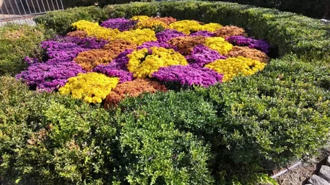 Flower bushes with bees flying around Stock Footage 320579081