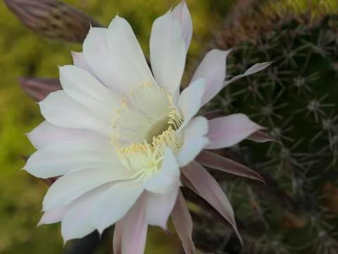 Flower of cactus closeup Stock Photos