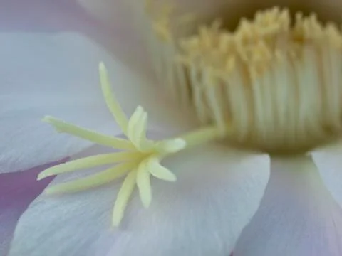 Flower of cactus closeup Stock Photos