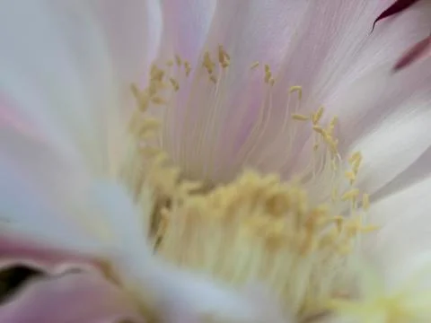 Flower of cactus closeup Stock Photos