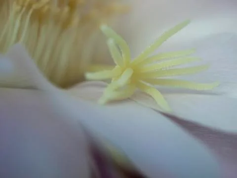 Flower of cactus closeup Stock Photos