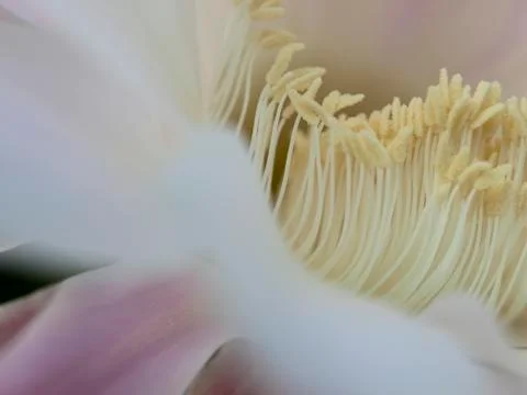 Flower of cactus closeup Stock Photos