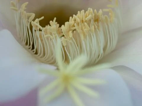 Flower of cactus closeup Stock Photos