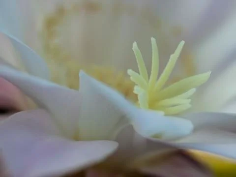 Flower of cactus closeup Foto stock