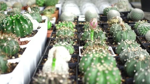 Flower cactus in garden. Stock Footage 105385692