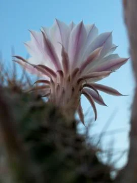 Flower of cactus Stock Photos