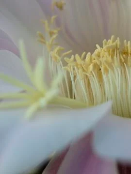 Flower of cactus Foto stock