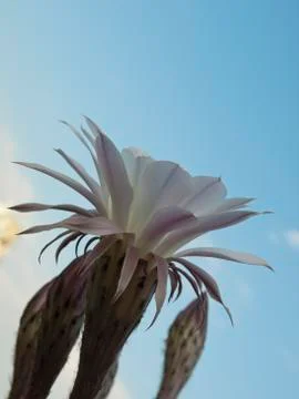Flower of cactus Stock Photos