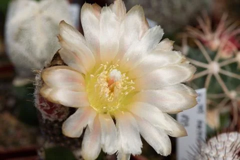 Flower on cactus Photos
