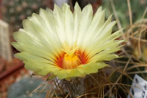 Flower on cactus Stock Photos