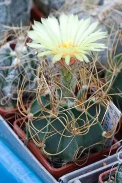 Flower on cactus Stock Photos