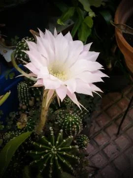Flower of cactus Stock Photos