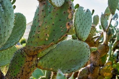 The flower of cactus Stock Photos