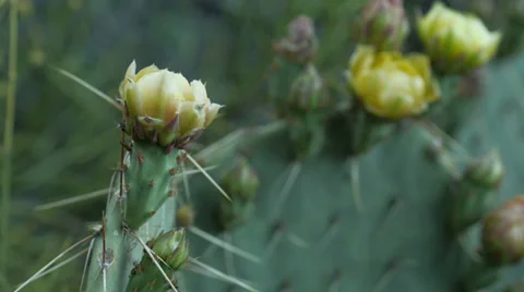Flower cactus prickly pear desert natural texture Stock Footage 34219194