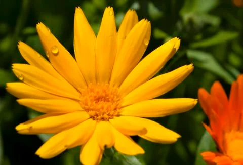 The flower of calendula with dew drops Stock Photos