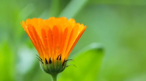 Flower of calendula Stock Footage 35094609