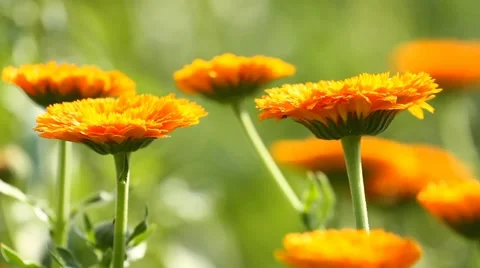Flower of calendula on the grass Video stock 57463977