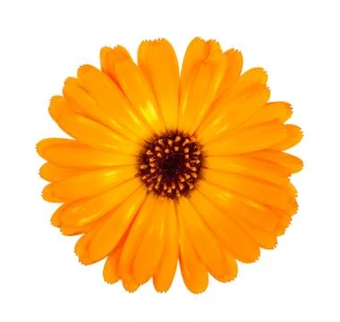 Flower of calendula Stock Photos
