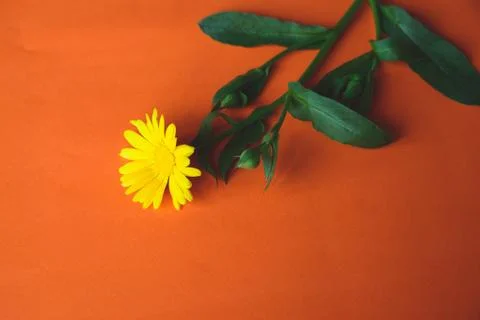 Flower of calendula Foto stock