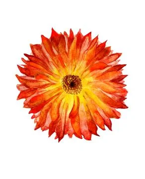 Flower of calendulee Stock Illustration