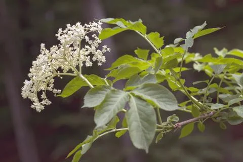 Flower called Free Stock Photos