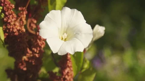 Flower Calystegia sepium Video stock 40432941
