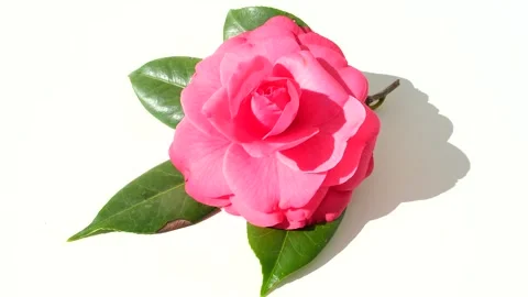 Flower of camellia Stock Footage 263240092
