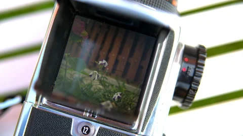 The flower in the camera viewfinder, Hasselblad Stock-Footage 65421915