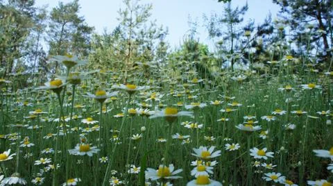 Flower camomile Fotos Stock
