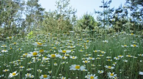 Flower camomile Stock-Fotos